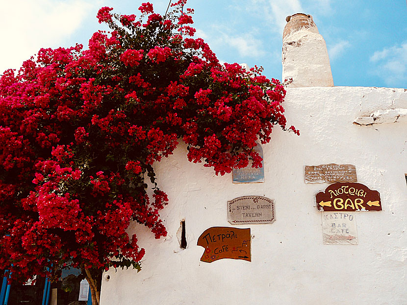 Bougainvillea i Kastro på Sikinos i Grekland.
