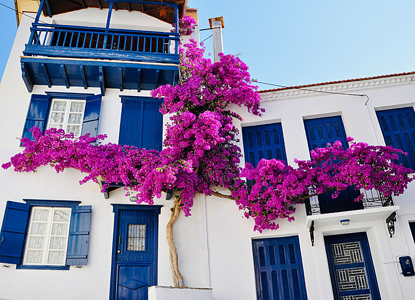 Bougainvillea i Skopelos stad på Skopelos i Grekland. 