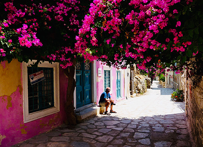 Bougainvillea i Ermoupolis på Syros i Grekland. 