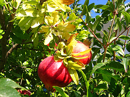 Granatäppel. Grekland.