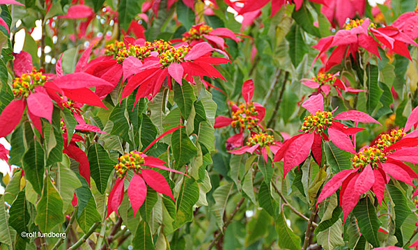 Poinsettia. Crete.