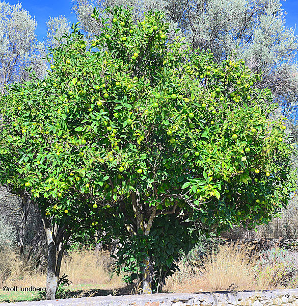 Limeträd i Grekland.