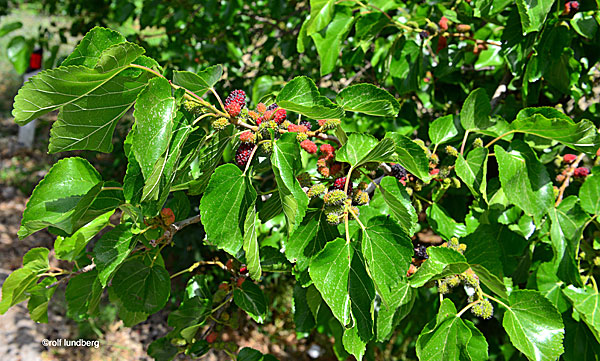 Mulberry tree (white mulberry).