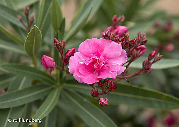 Nerium. Oleander. 