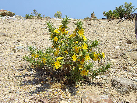 Blommor i Grekland. Spansk taggfibbla.