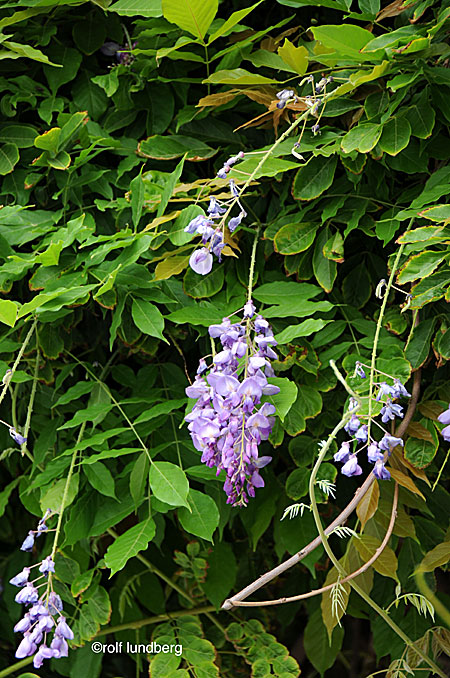 Buskar i Grekland. Blåregn. Wisteria sinsensis.