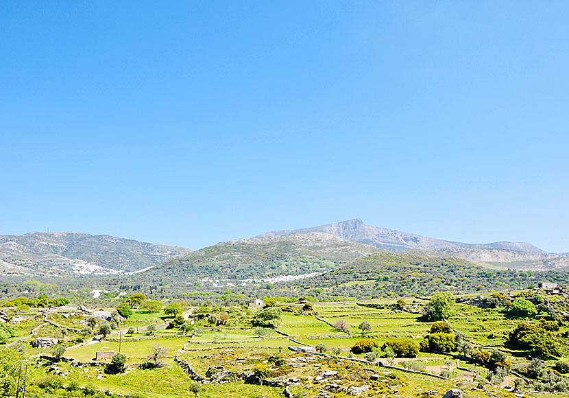 Vandra på Naxos.