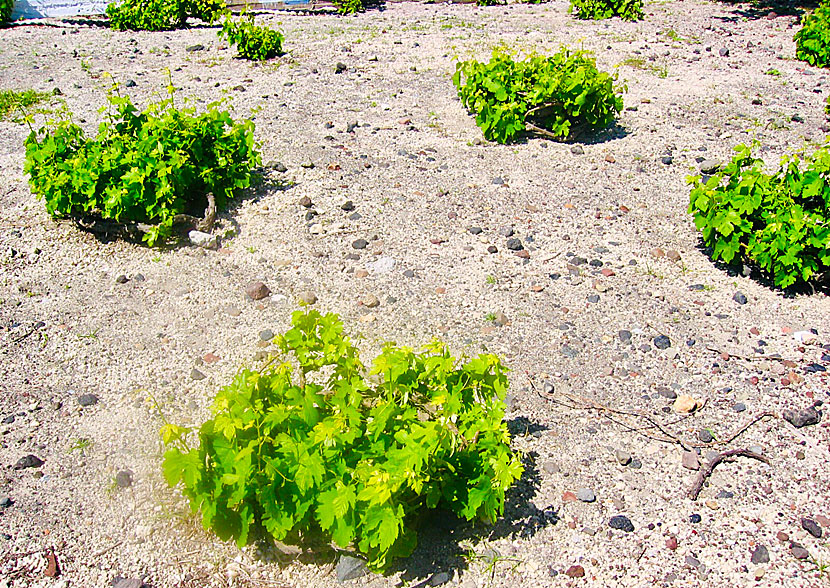 Vinstockar av sorten Assyrtiko på Santorini.