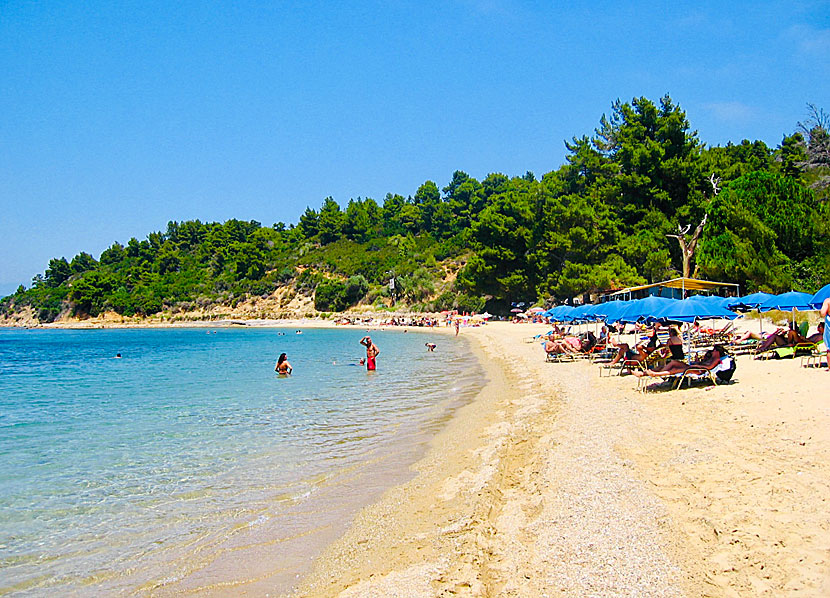 Skiathos bästa stränder. Agia Eleni beach.