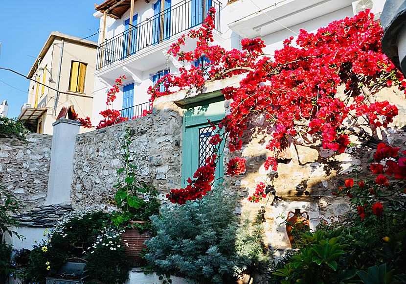 Skopelos stad är de vackra gränderna och blommornas by. 