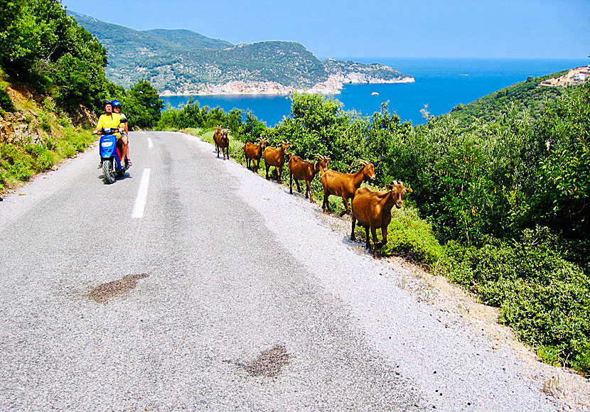 Du bjuds på vackra vyer och möter många getter när du kör runt på Skopelos.