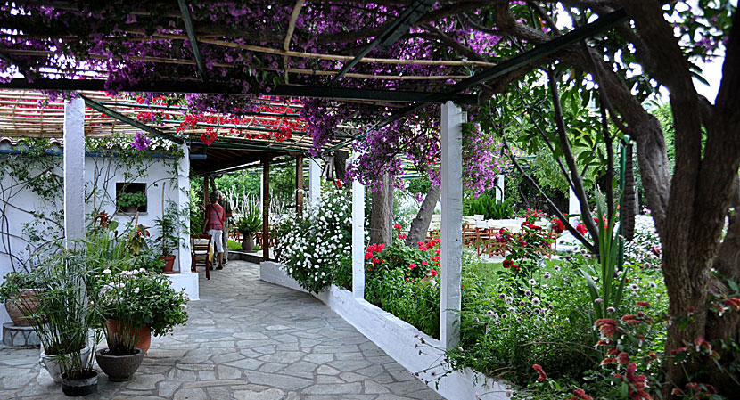 Restaurant Perivoli i Skopelos stad.