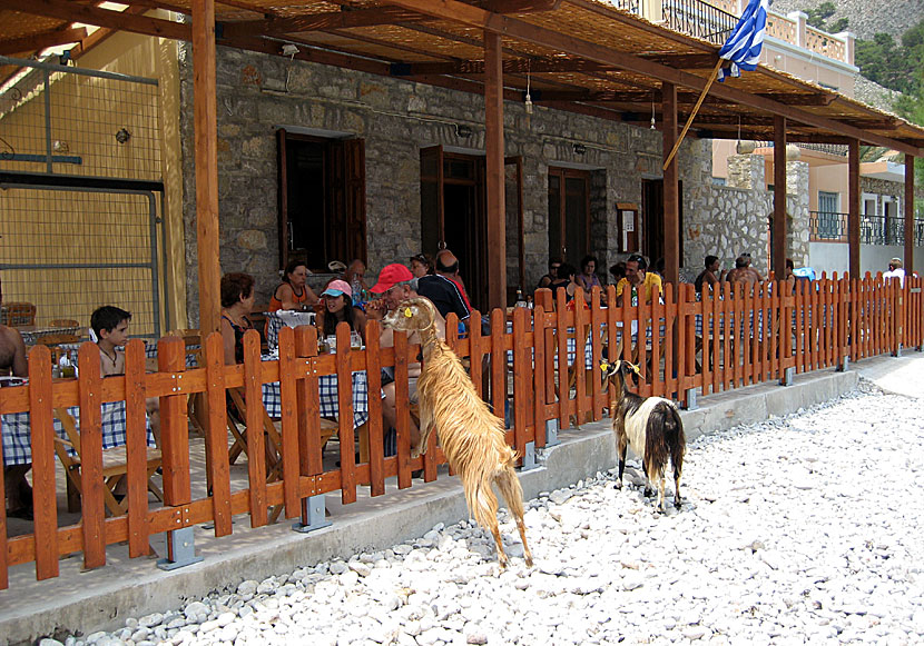 Symi. Tavernan vid Marathounda beach uppskattas av både turister och lokala getter. 