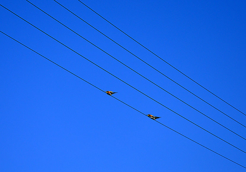Bird on the wire med Leonard Cohen i Arkesini på Amorgos i Grekland.