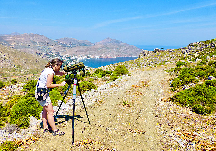 Skåda fågel på Tilos i Grekland.