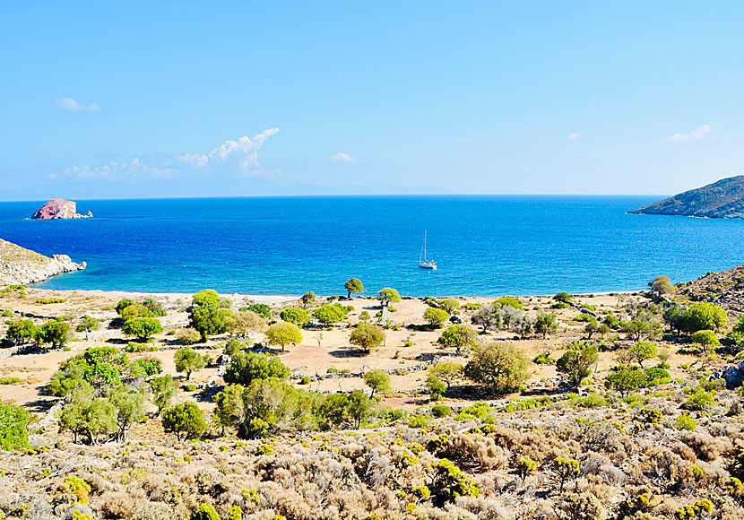 Det ensamma trädet vid Lethra beach på Tilos i Grekland.