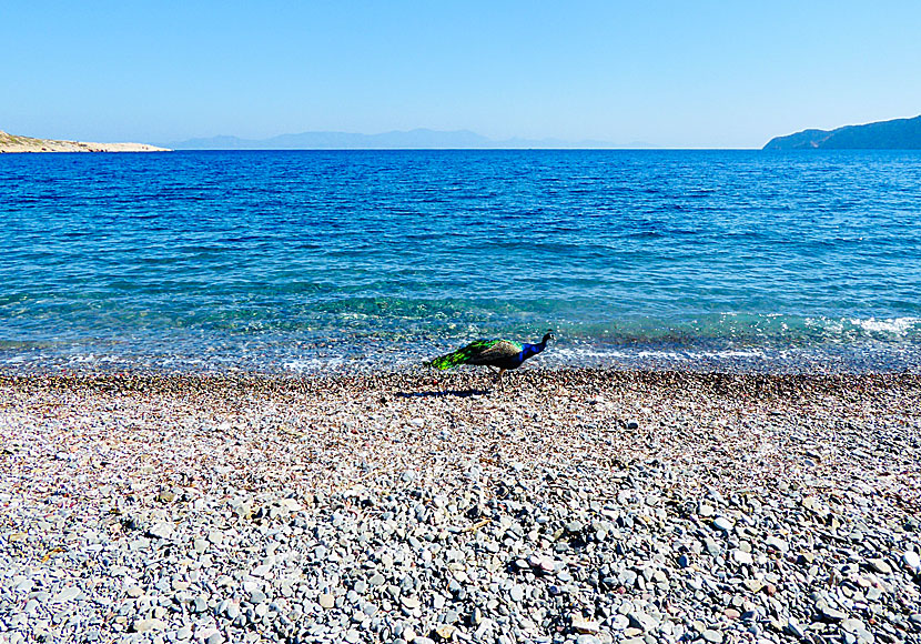 Tama påfåglar vid Plaka beach på Tilos.