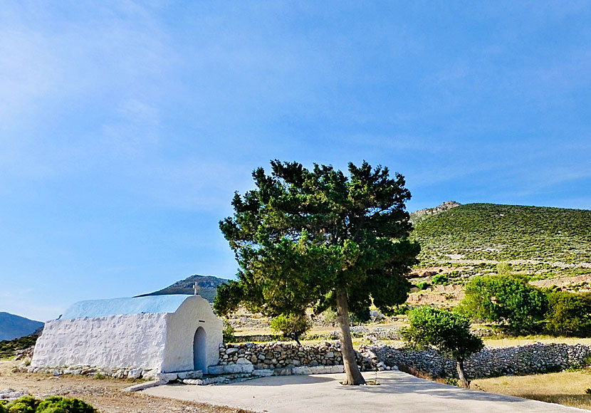 Tr&auml;det utanf&ouml;r Agios Ioannis church som sk&auml;nker platsen skugga. 