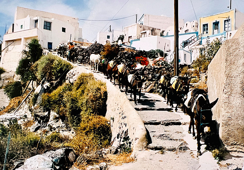 Åsnor på Thirasia och Santorini i Grekland.