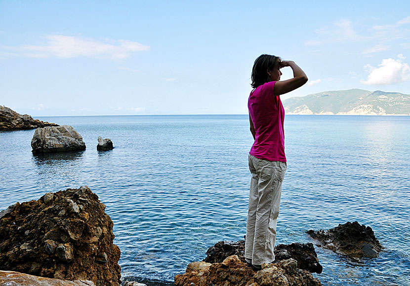Munksälar på ön Alonissos i Grekland.