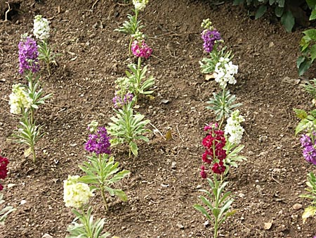Sp&auml;da blommor.