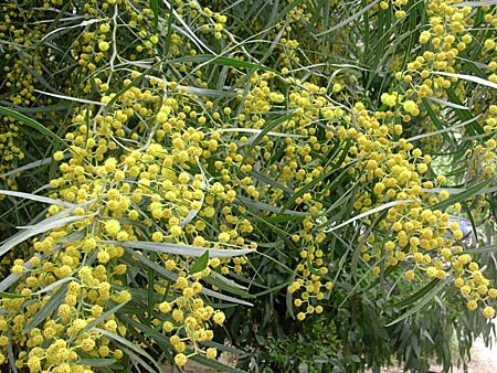 Mimosa fotografert i Azogires.