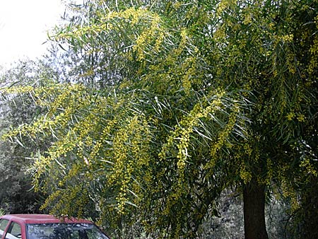 Mimosa. Kreta.