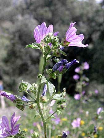 Malva nicaeensis.