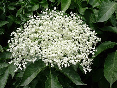 Sambucus, Hyll,