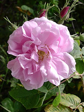 Rosor i Azogires.