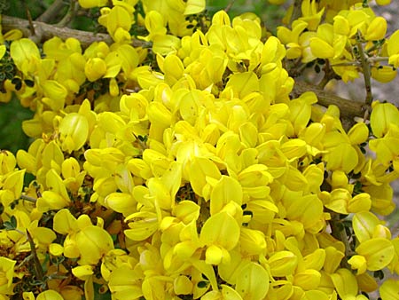Cytisus (Gyvel ).