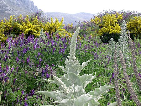 Blomor p&aring; Kreta.