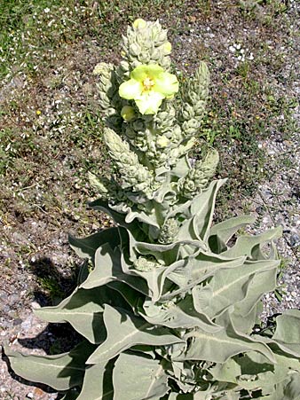 Malva nicaeensis.