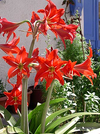 Amaryllis ( Paleochora).