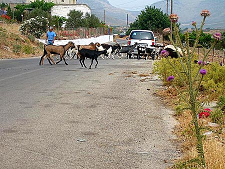 Kalymnos. Getter.