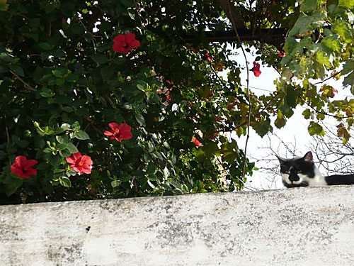 Tinos