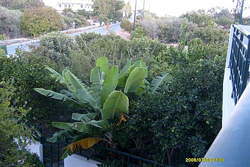 Bananplanta samt apelsiner och mandariner.