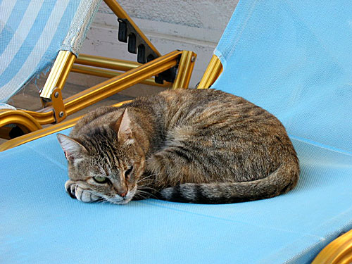 V&aring;r kompis Hotellkatten.