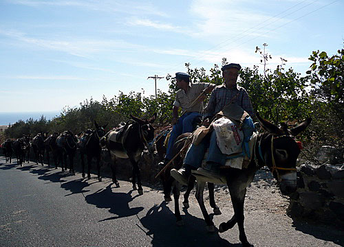 Åsnor på Santorini.