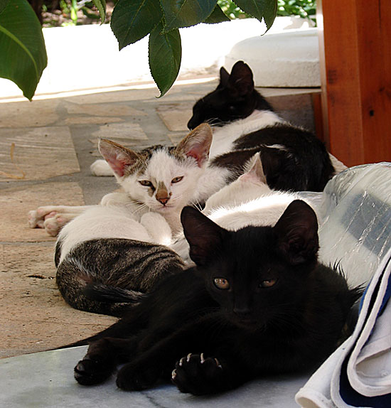 "V&aring;ra" kattungar p&aring; Patmos Garden 