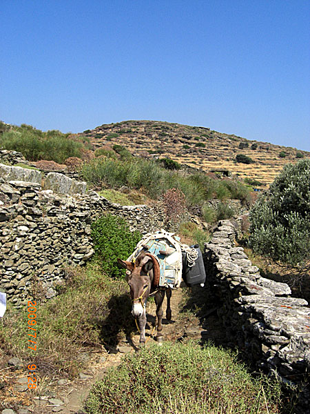 På vandring till Kastro på Sifnos.