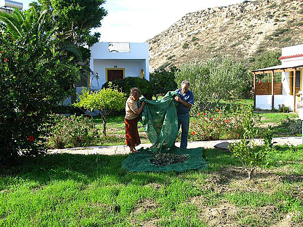 Plocka oliver på Karpathos