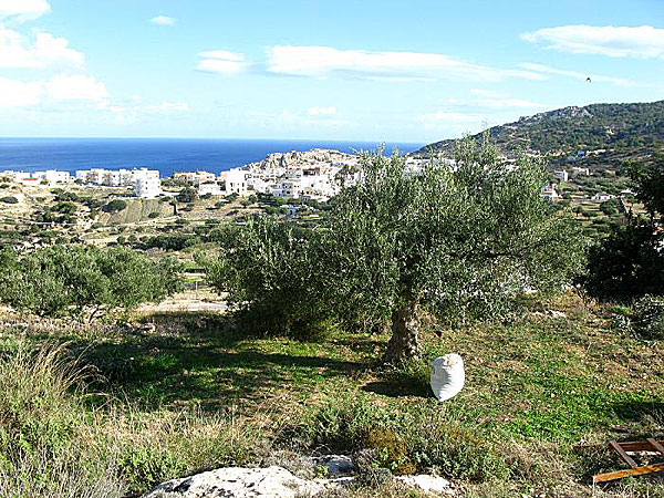 Plocka oliver på Karpathos