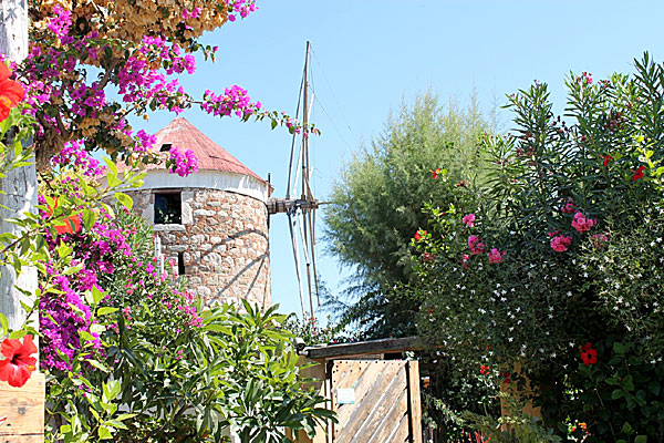 Kos stad.
