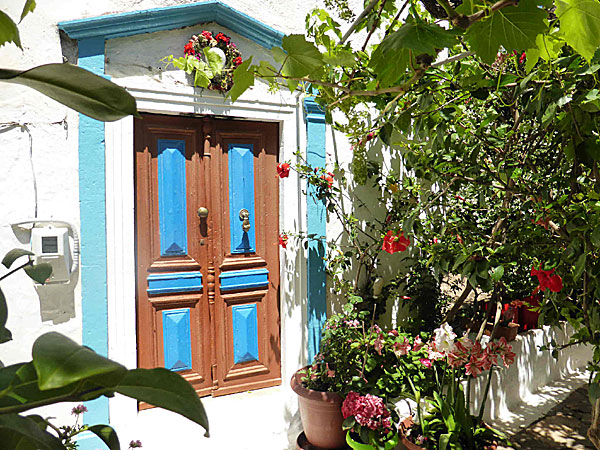 Vackra blommor på Kastellorizo i Grekland. 