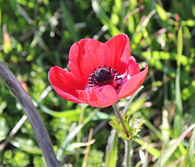 Anemone coronaria, bukettanemon.