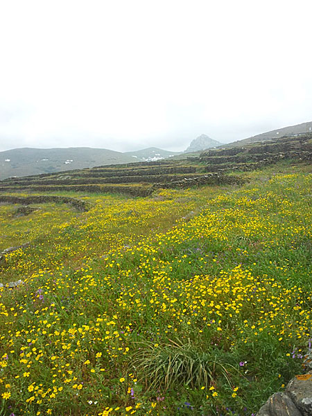 Gula Margueriter. Tinos.