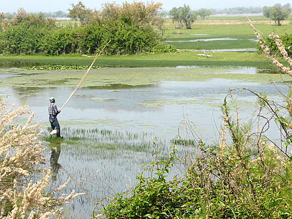 Lake Kerkini.