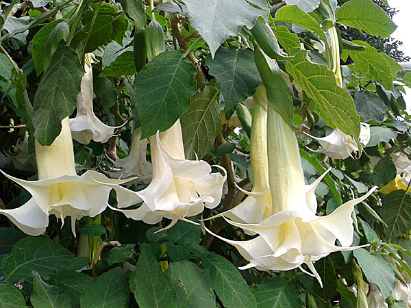 Änglatrumpet. Rhodos.