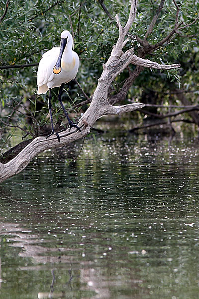 Skedstork i Kerkinisjön.